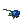 Miracle Blue Rose