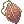 Thorn Plant Seed