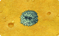Thumbnail for version as of 17:11, 30 March 2025
