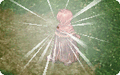 Thumbnail for version as of 18:20, 30 March 2025